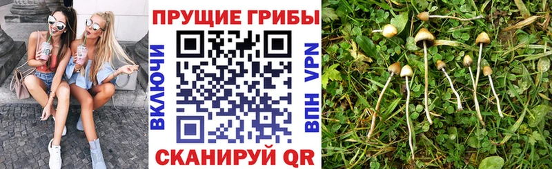 Псилоцибиновые грибы Psilocybine cubensis  блэк спрут ссылки  Корсаков 
